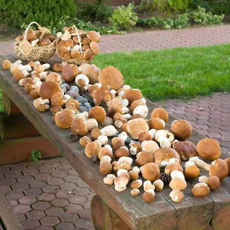 Srebrny Klon ビトゥフ