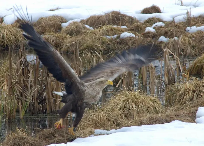 Farma Srebrny Klon *