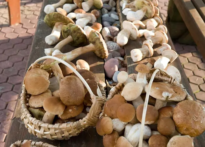 Srebrny Klon * Bytów